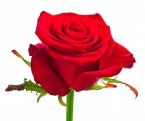 روز جهانی رز