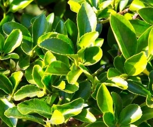 گیاه شمشاد