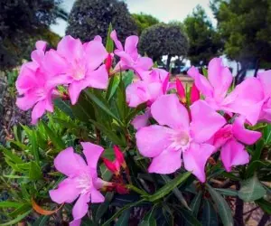 گیاهان تزئینی