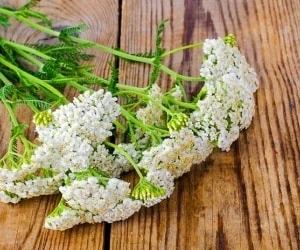 گیاه بوماداران