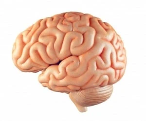 کوچکترین مغز