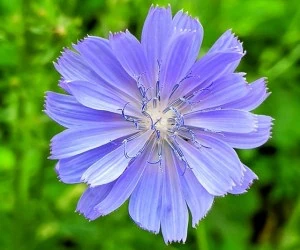 خواص کاسنی