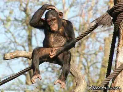 داستان کوتاه مرد کلاه فروش و میمون ها