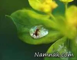 زیباترین و جذاب ترین  عکس ها از طبیعت + عکس