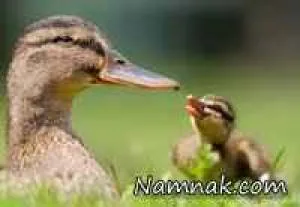 عشق مادرانه