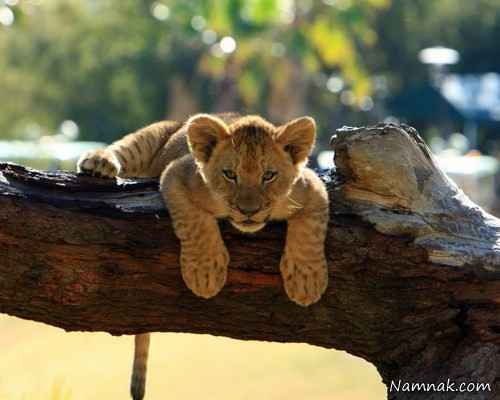 زیباترین و دیدنی ترین تصاویر از شیرهای جنگل 