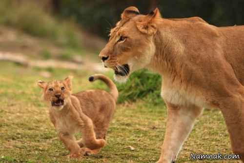 زیباترین و دیدنی ترین تصاویر از شیرهای جنگل 