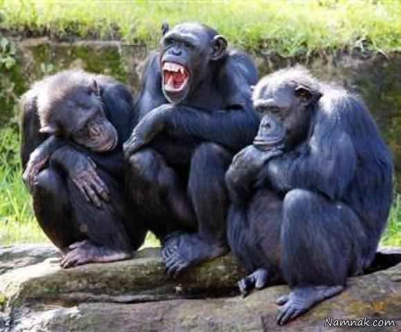 شامپانزه ها در زمان مرگ