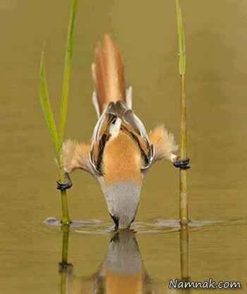 آب خوردن جالب پرنده در برکه