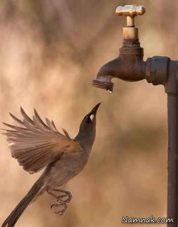 آب خوردن پرنده