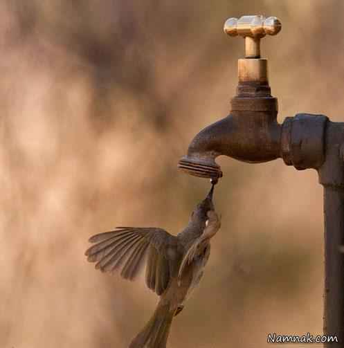 پرنده در حال آب خوردن