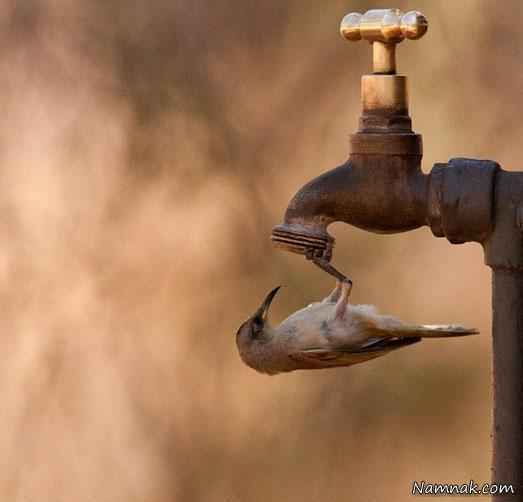 آب خوردن جالب پرنده