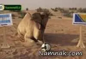 شتر پیشگو