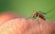 پیشگیری بیماری مالاریا