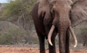 حقایقی در مورد فیل ها