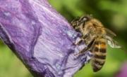 درمان نیش زنبور