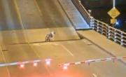 گیرکردن زن دوچرخه سوار در پل متحرک