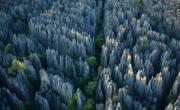 جنگل سنگی ماداگاسکار