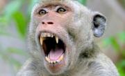 حمله میمون به بچه