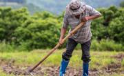 روز جهانی کارگران مزرعه