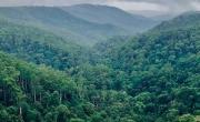 روز جهانی جنگل های بارانی