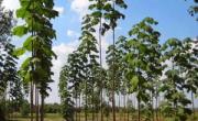 درخت پولساز پالونیا