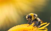 روز جهانی زنبور