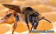 کوله پشتی زنبورهای عسل
