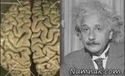 مغز انیشتین
