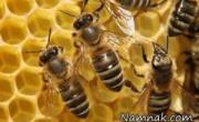 زنبورهای عسل