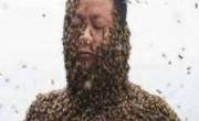 نیم میلیون زنبور