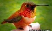 کوچکترین پرنده دنیا