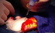 جراحی مغز ماهی قرمز