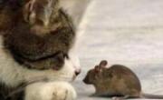 دعوای موش و گربه