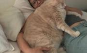 گربه چاق