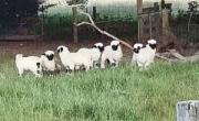 زیباترین گوسفندان نیوزیلند