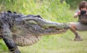 بزرگترین تمساح زنده جهان در فلوریدا