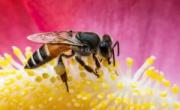 زندگی زنبورهای عسل