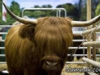 گاوهای ژرمن