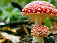 قارچ سمی