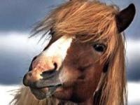 گیر کردن اسب