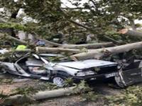 سقوط درخت روی پراید