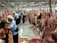 گوشت قربانی حجاج