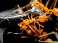 فراری دادن مورچه