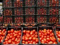 قیمت گوجه فرنگی