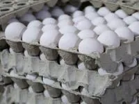 تخم مرغ