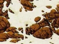 تست هوش