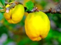 میوه دارویی و زیبایی