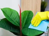 گیاهان آپارتمانی