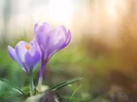 اس ام اس نیمه شعبان